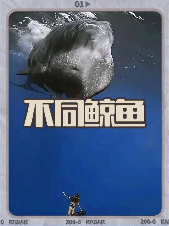 带你认识不同的鲸鱼你们都见过哪些 #鲸鱼 #奇妙的动物 #科普