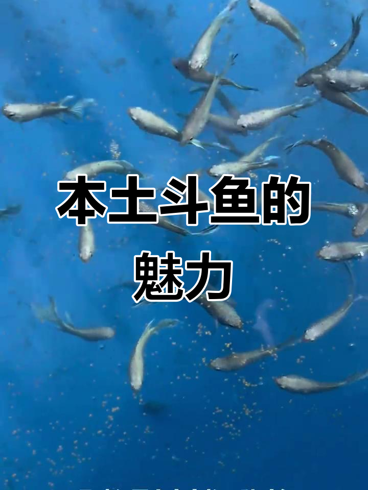 美丽中国斗鱼:色彩斑斓,寿命超长