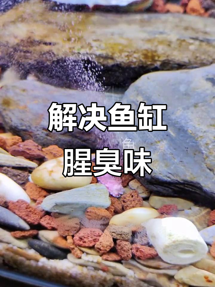 鱼缸发黑发臭?这样处理底沙,水质立马改善!