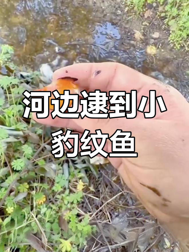 小河边抓鱼,豹纹小鱼太可爱了!