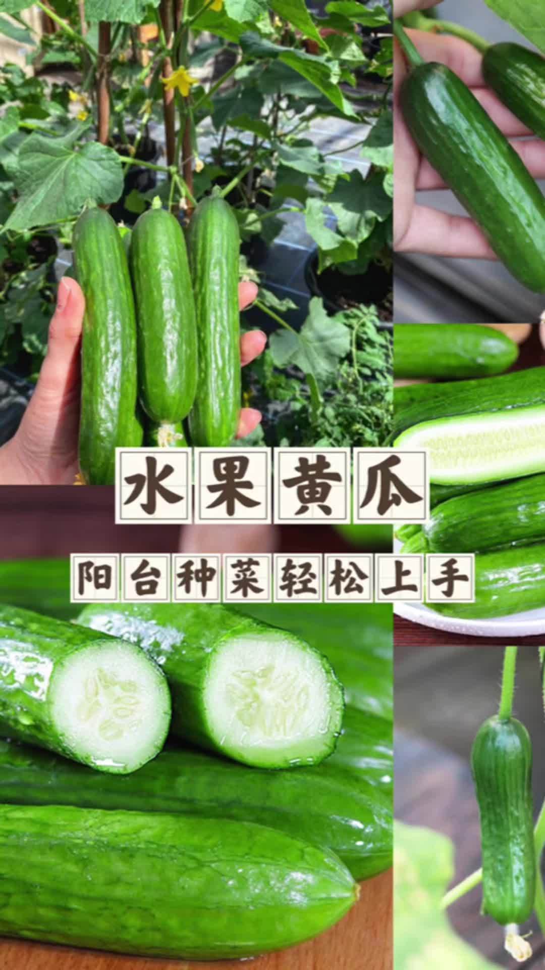阳台种菜也可以轻松种植的水果黄瓜,好看还好吃,可以试试哦。家庭种植 秋天蔬菜种植 蔬菜种子