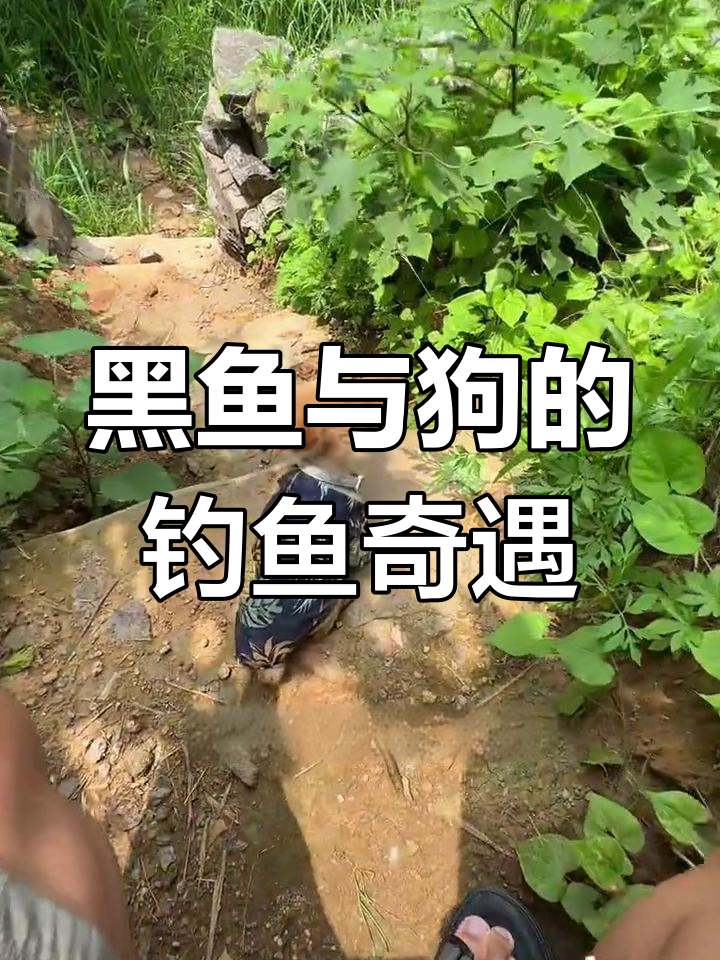 探钓黄金雷龙,结果却意外发现黑鱼