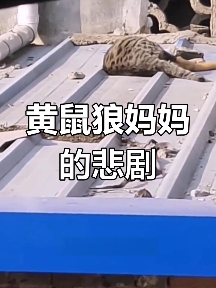猫咪与黄鼠狼激烈打斗,妈妈惨死,小宝宝们也难逃厄运