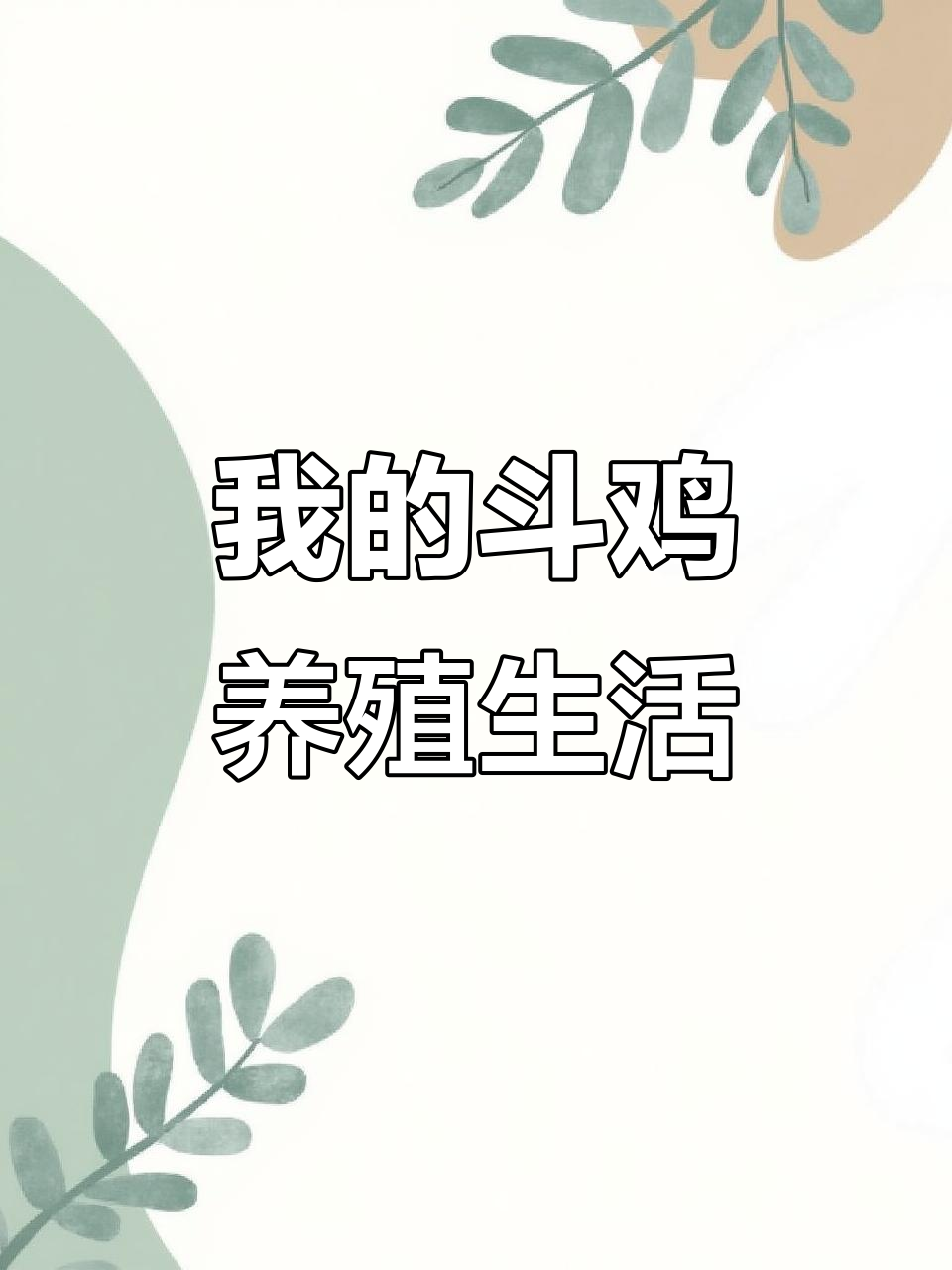 斗鸡养殖的日常,乐趣多多