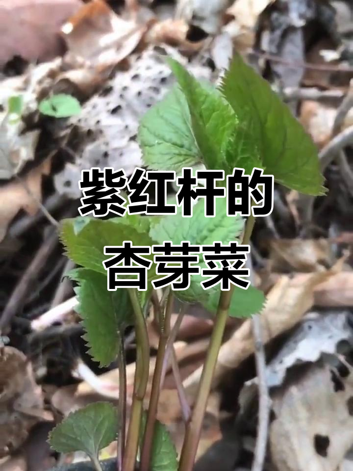 杏叶菜:像三生菜的独特美味,凉拌做汤都行