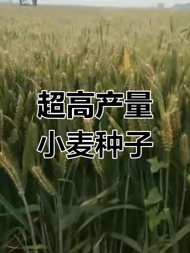 纯麦石榴品种,超强分解力助力高产