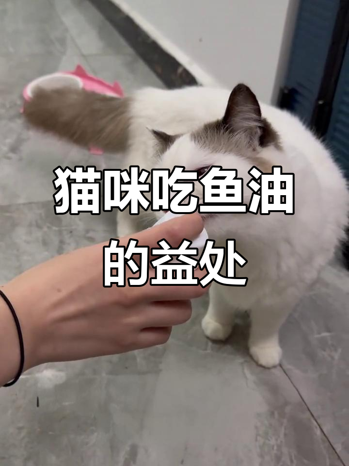 鱼油对猫狗的神奇作用,毛发亮丽、视力提升!