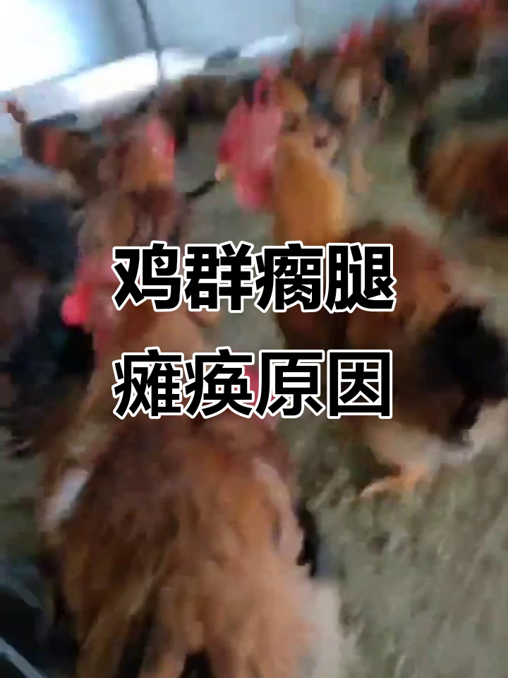 滑液囊支原体感染,鸡群瘸腿瘫痪与绿色粪便症状分析