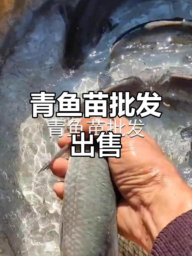 优质青鱼苗批发，送货上门服务