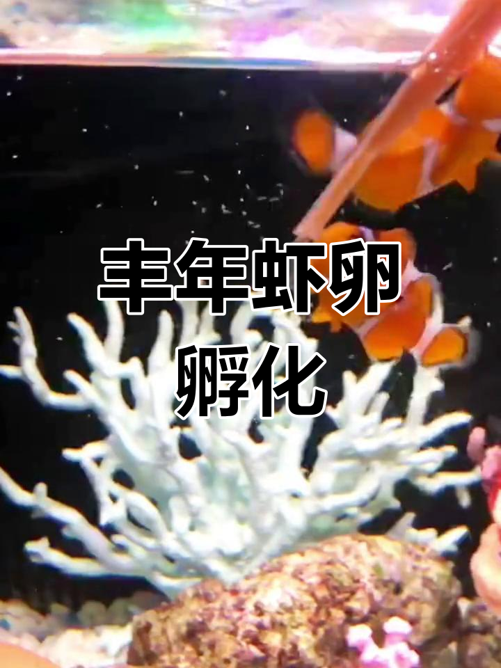丰年虾卵孵化全过程