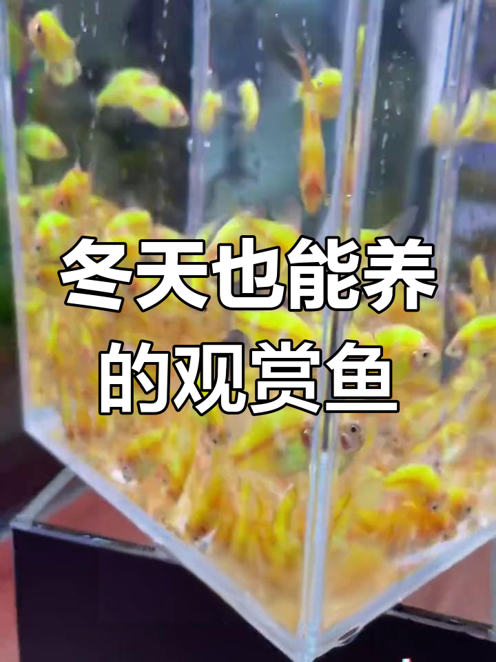 冬季养鱼首选,天使鱼轻松饲养
