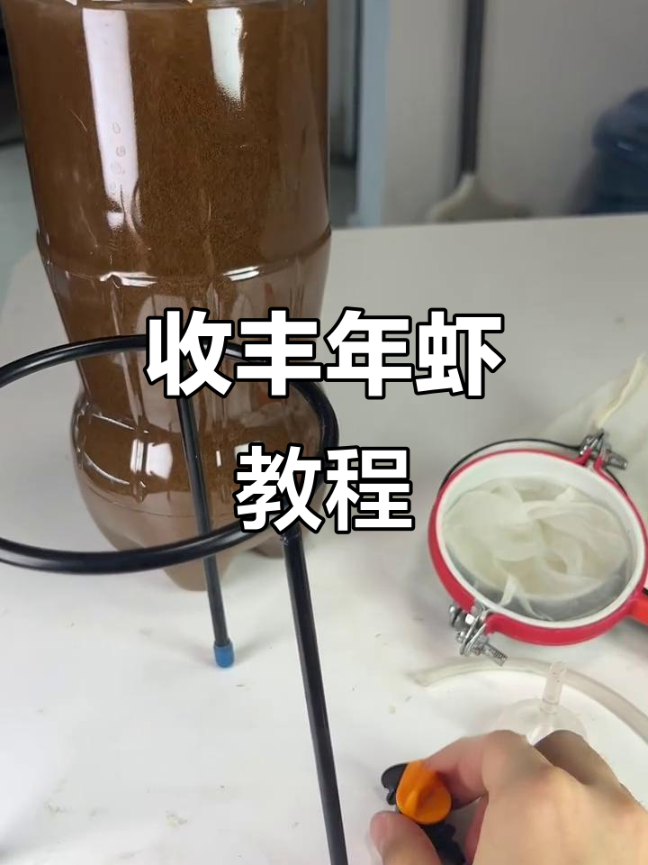 丰年虾收捕全攻略，简单高效操作步骤揭秘