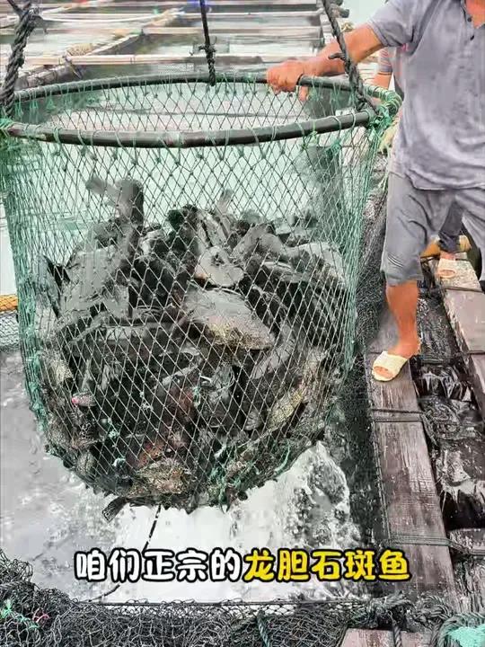我们始终坚持现捕现发,现在一条龙胆石斑鱼也才十几块钱,便宜又好吃