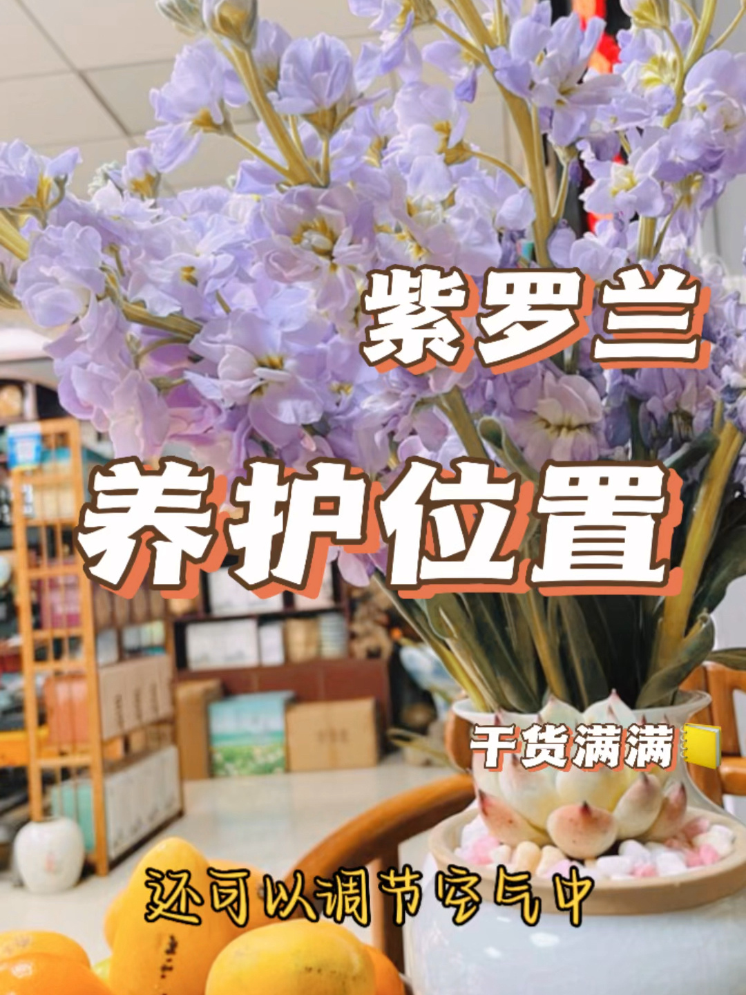 紫罗兰可以在室内养殖吗