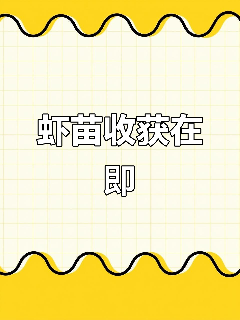 罗氏虾苗即将出塘,养殖基地忙碌收尾!