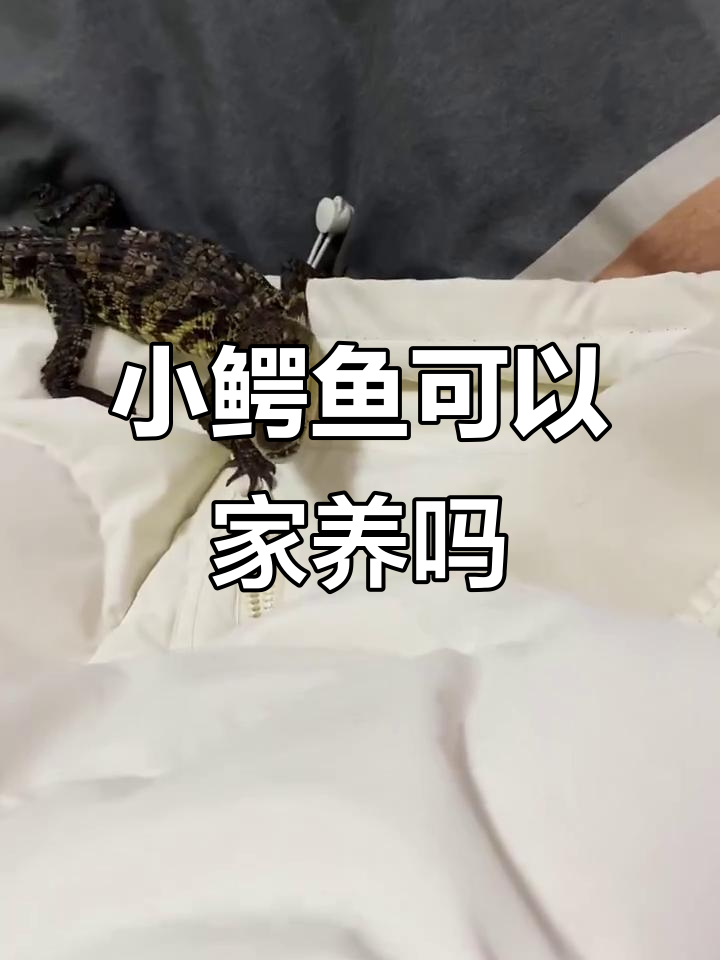 泰鳄能家养吗?长大后你会还回去吗