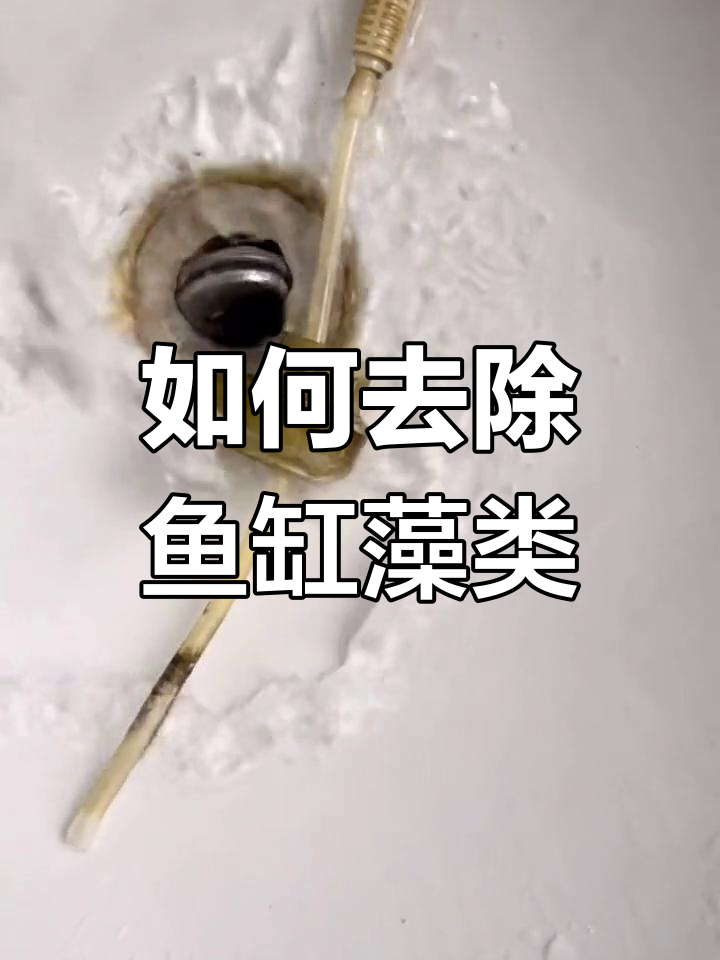 鱼缸壁上的白色附着物是什么?