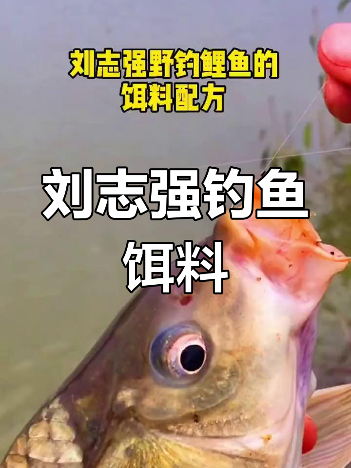 野钓鲤鱼饵料配方解析