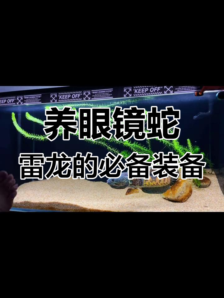 黄金眼镜蛇雷龙养殖设备全解析:鱼缸、过滤系统价格分享