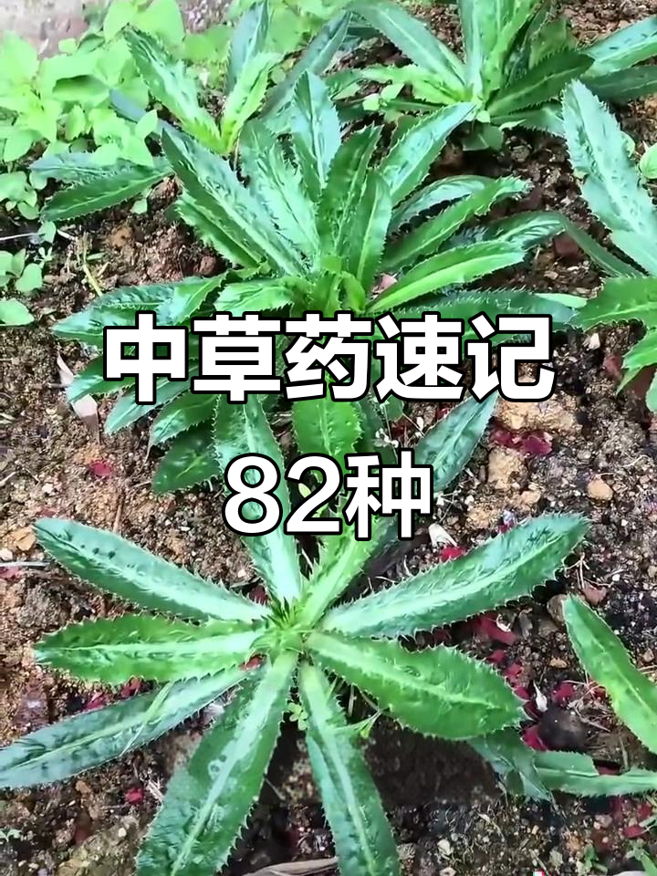 82种常见中草药的名称与功效,一次了解个够