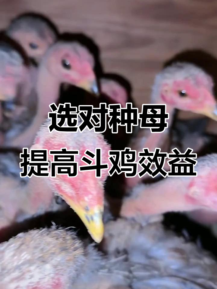 斗鸡养殖技术揭秘:如何挑选优质种母,提升效益