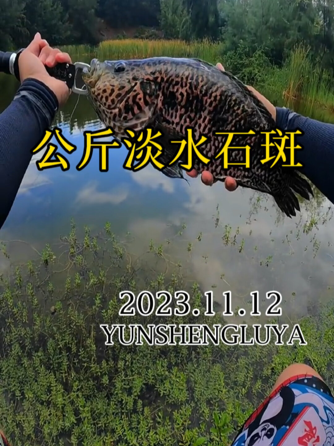 公斤淡水石斑