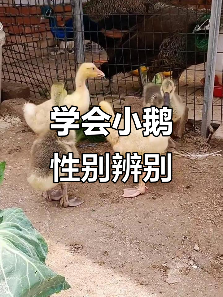 小鹅公母分辨技巧,看脖子和体型就能搞定