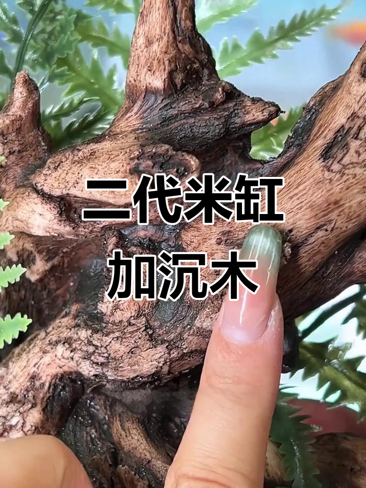 小米鱼缸二代沉木造景,打造自然生态景观
