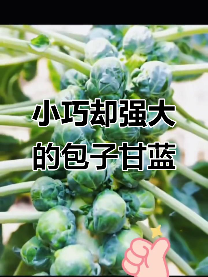 乒乓球大小的包子甘蓝,营养丰富超乎想象