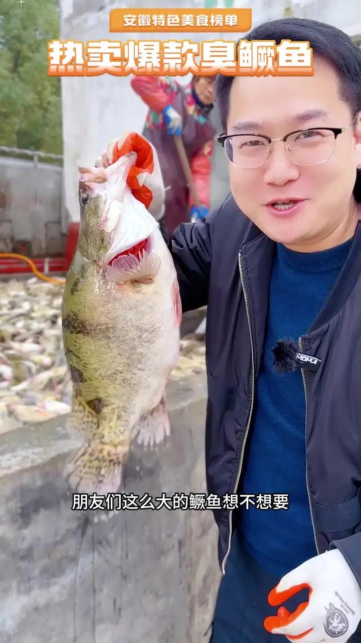 这么大的鳜鱼想不想要,正宗黄山臭鳜鱼,闻着臭吃着香,源头厂家做活动,饭店一条臭鳜鱼的价格,
