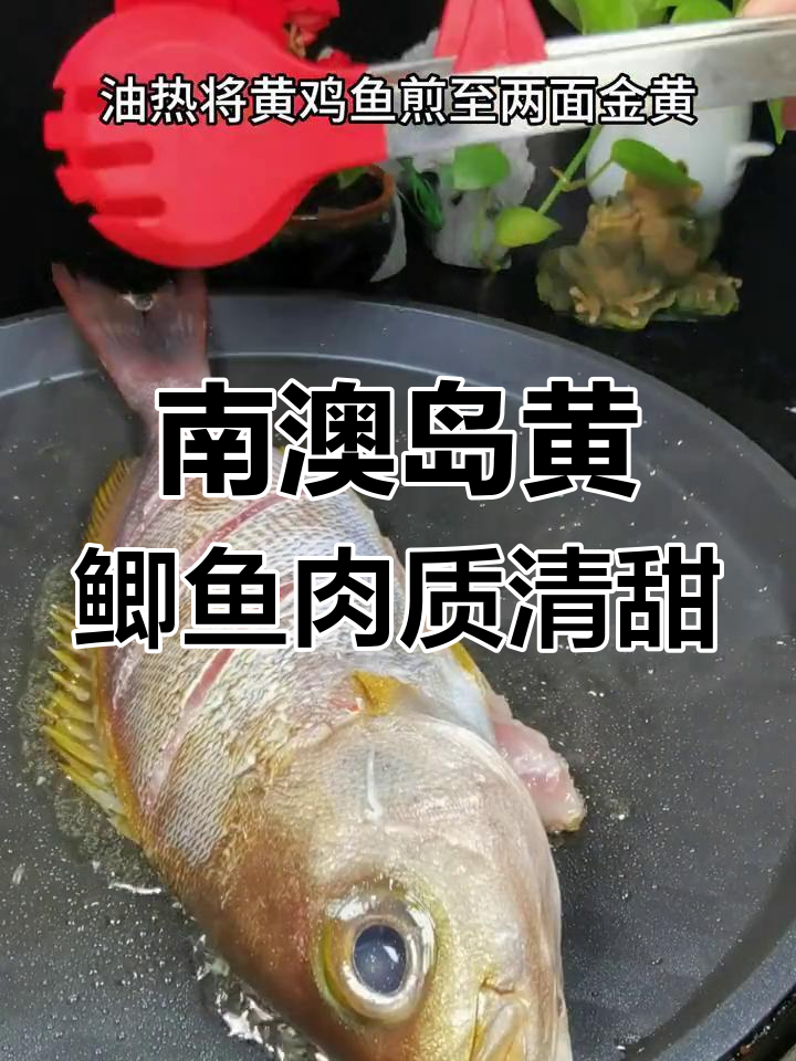南澳岛野生黄鸡鱼,肉质鲜美细腻,刺身做法更诱人
