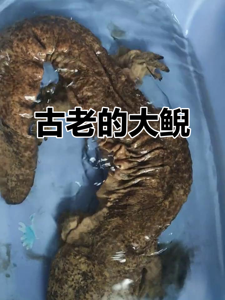 大鲵，三亿年古老生物，中国独有
