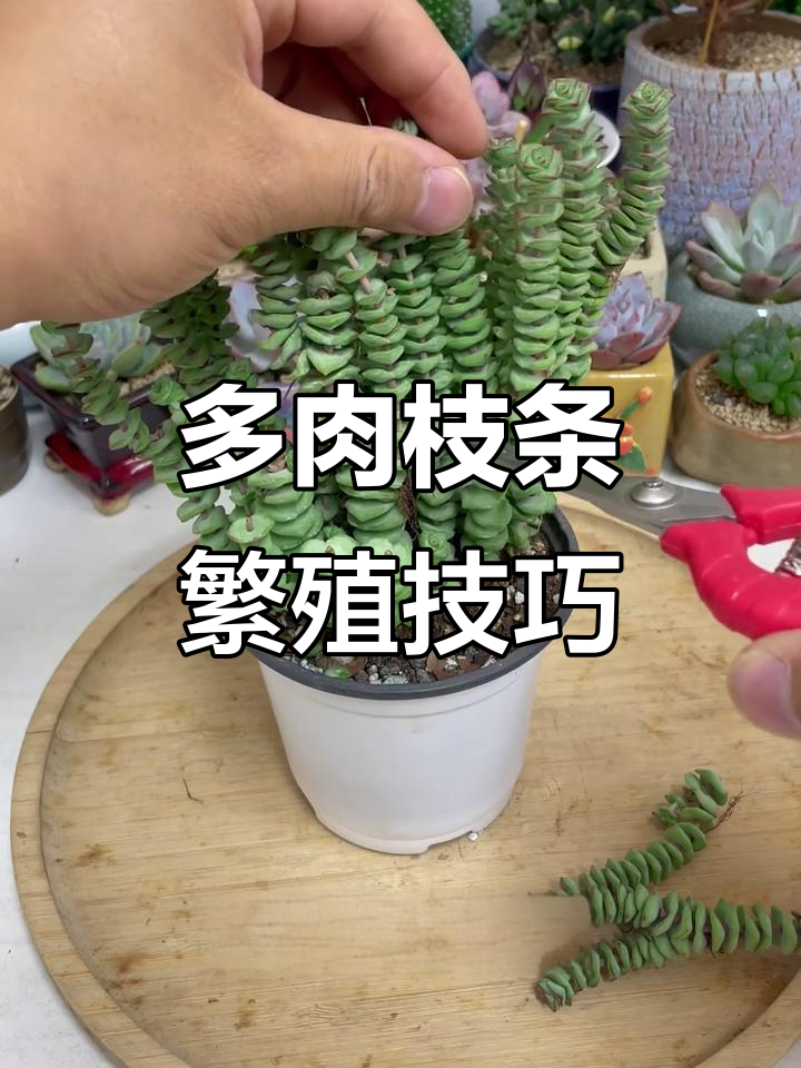 枝条剪成这样，多肉爆盆更轻松！