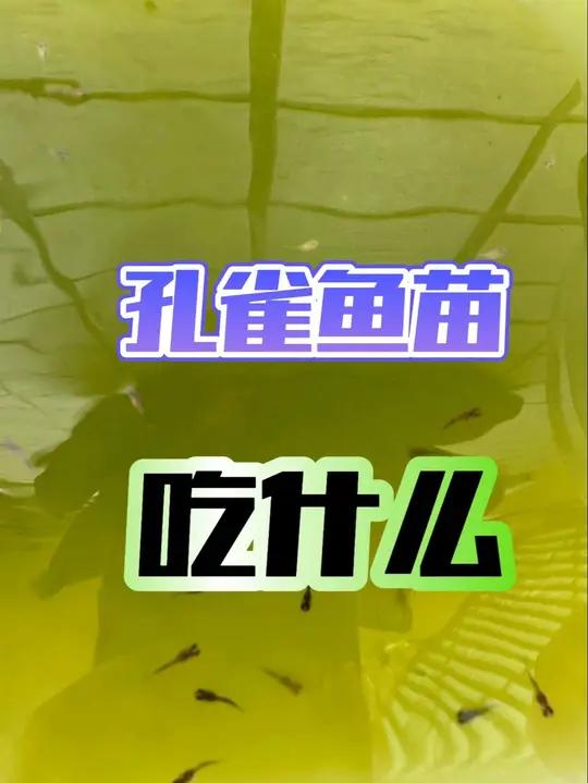 孔雀鱼小鱼苗除了吃丰年虾还能吃什么?喂这个就够了!