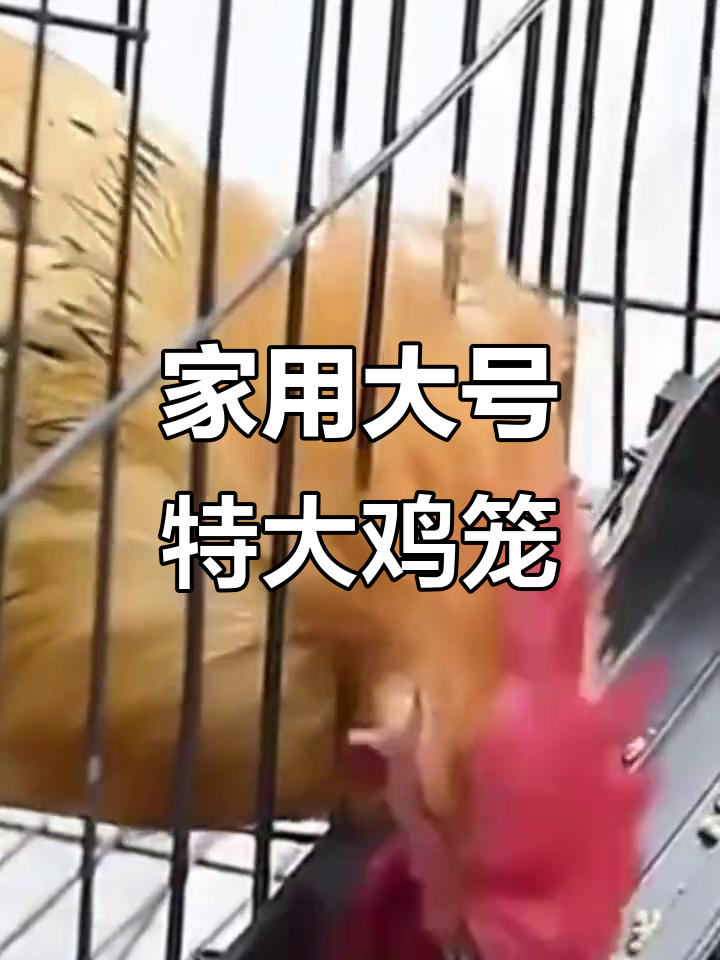 超大鸡笼,家庭养殖必备!育雏专用室内小鸡窝