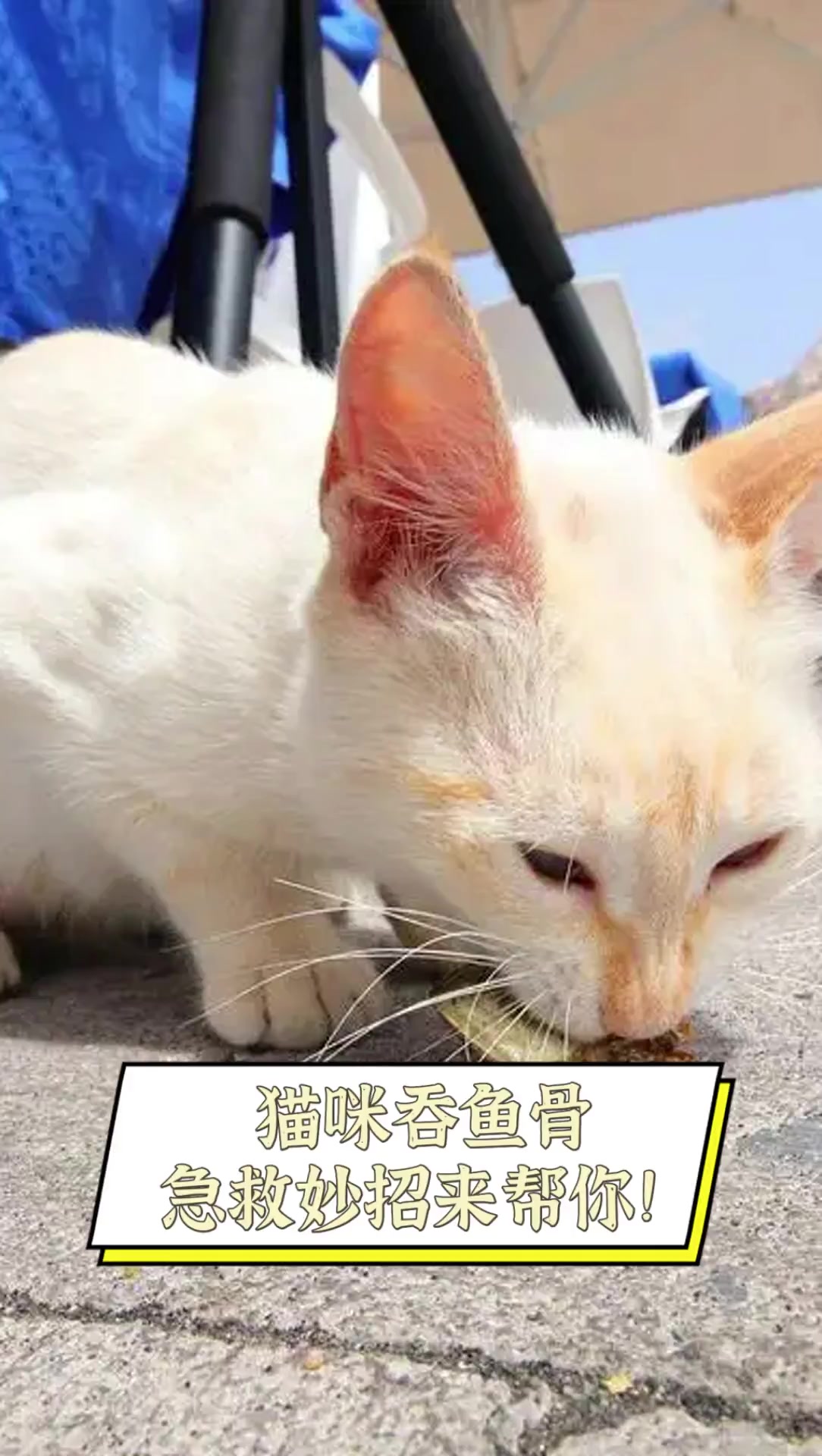 猫咪吞鱼骨,急救妙招来帮你!
