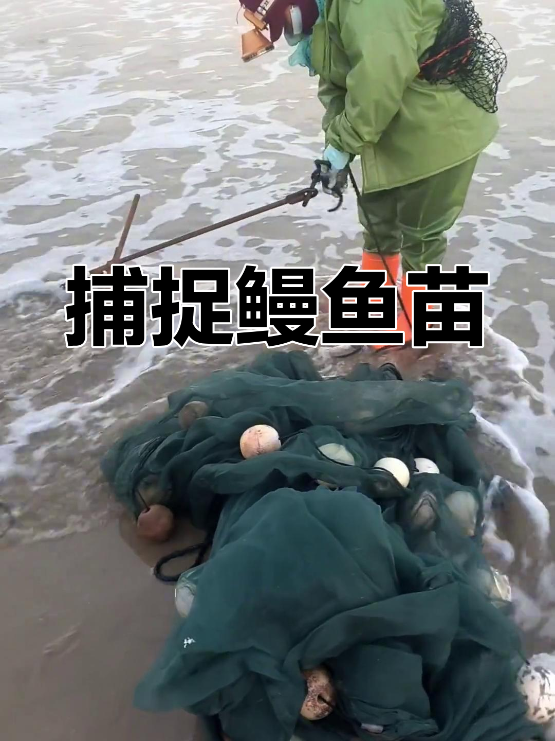 抓捕鳗鱼苗全过程,水中软黄金大揭秘