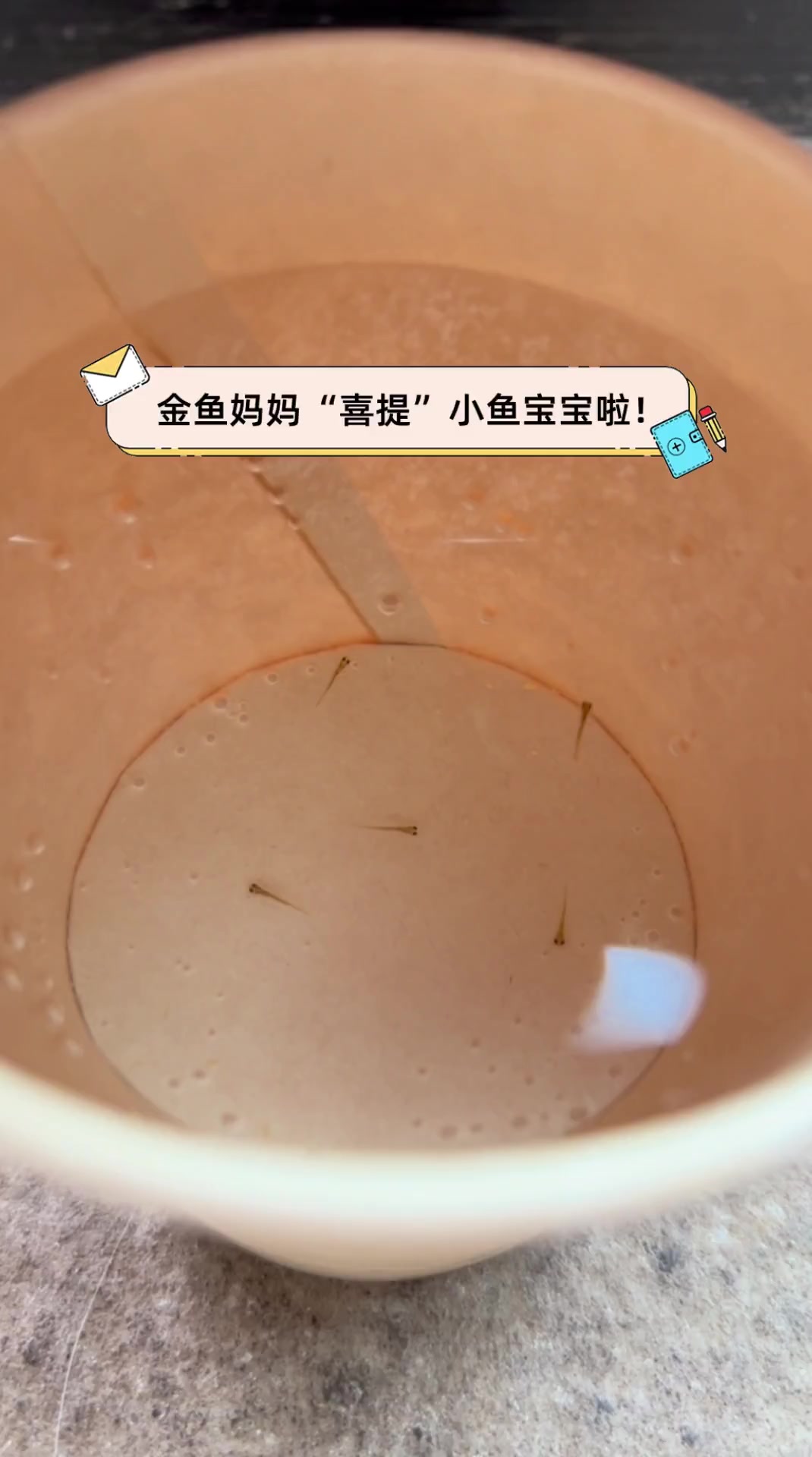 金鱼妈妈“喜提”小鱼宝宝啦!