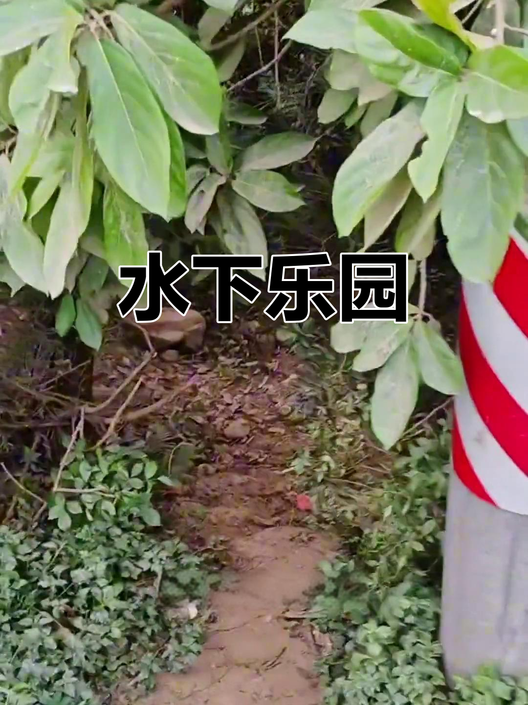矿坑水清景美,小鱼小罗飞畅游,黑鱼石龙藏匿其中