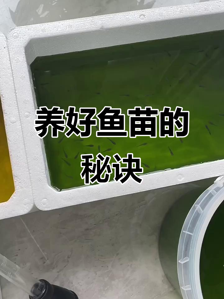 鱼苗养殖技巧:如何避免死亡并保持健康