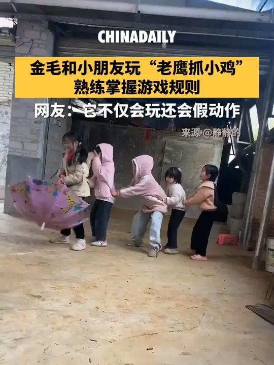 金毛和小朋友玩“老鹰抓小鸡”，熟练掌握游戏规则：追跑时灵活变向使假动作，趁“小鸡”慌乱瞬间