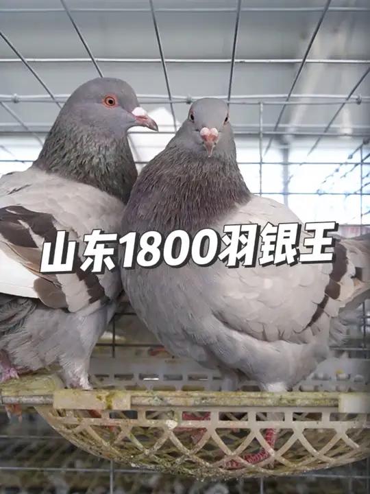 山东客户1800羽天成银王鸽正在挑选装车 农村创业养殖 肉鸽养殖 养鸽人 现场实拍 适合全