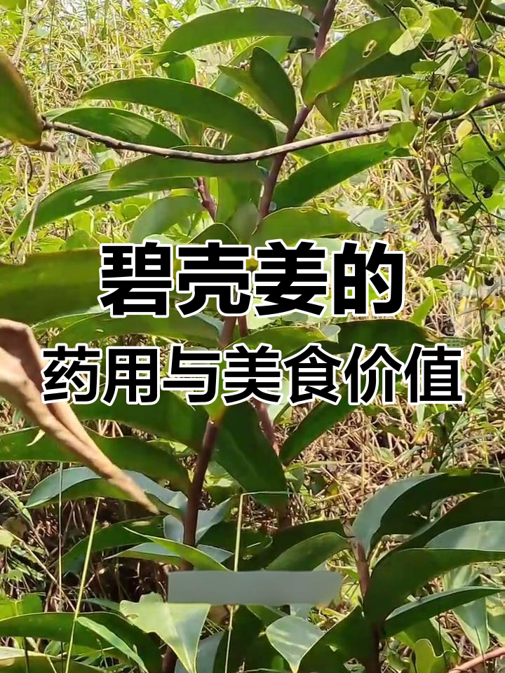 碧壳姜:美丽花朵与药用价值并存的海南雷公笋