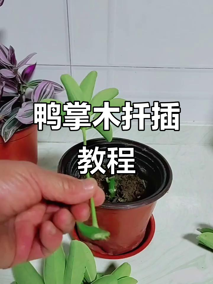 鸭掌木扦插技巧,轻松学会生根方法