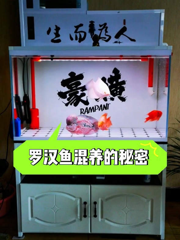 罗汉鱼混养到底行不行