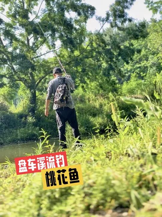 挑战用盘车竿钓遍所有水域,本来想钓桃花鱼的,不小心钓到了刑鱼 在稻田里钓鱼有多安逸 202
