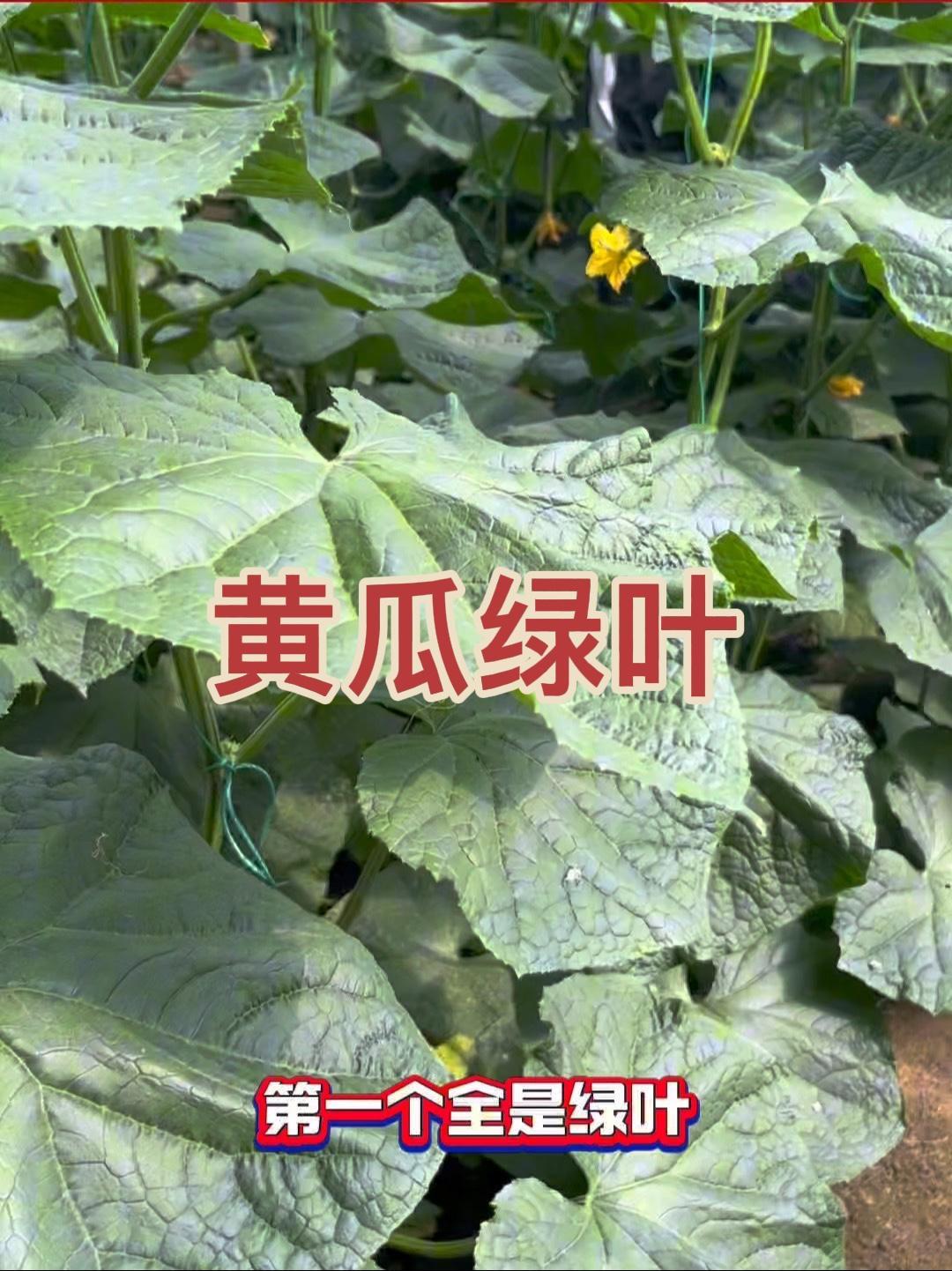 绿叶就用这个叶面肥!一桶5块,同时还防病!病虫害防治 农业技术推广 蔬菜种植技术 西红柿种