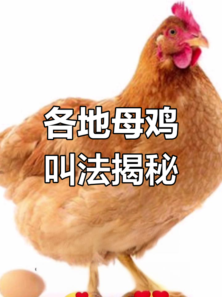 各地母鸡下蛋叫声大比拼,山东山西河南河北全都有特色