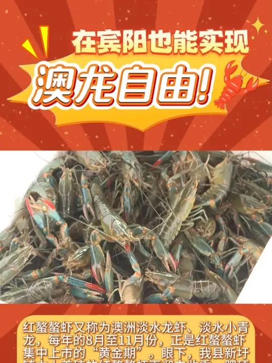 又到丰收季!无需远寻,在宾阳就能实现“澳龙自由”