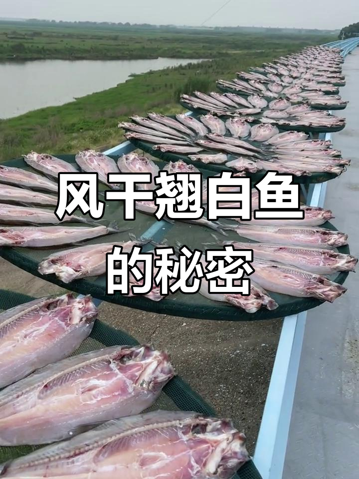 湖南特产翘白鱼,风干工艺揭秘:盐量惊人!